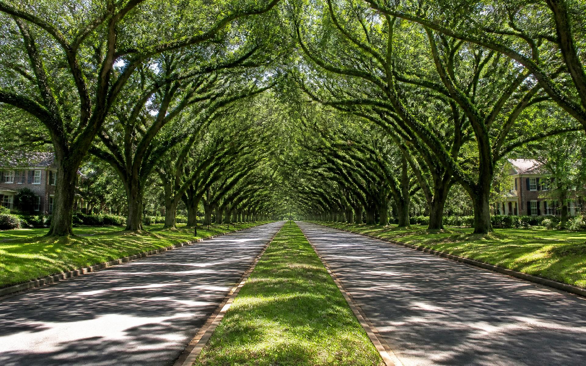 Willow oaks forming a green tunnel over the divided median of Queens Road West